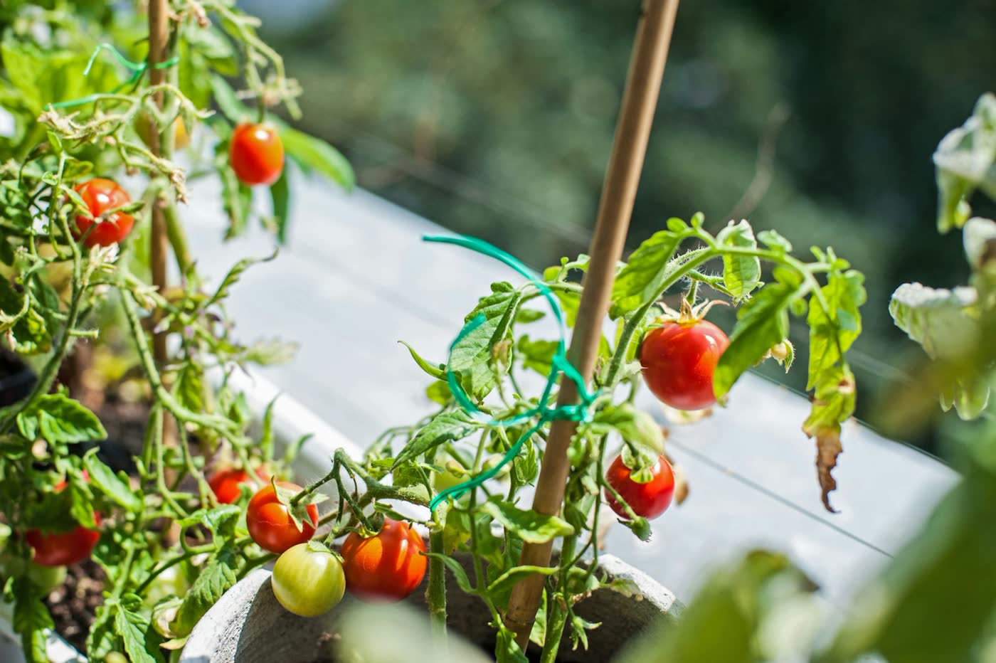 Cherrytomaten aan een plant in een pot op een balkon