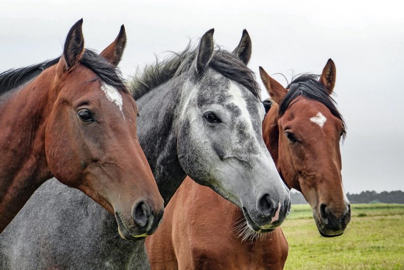 drie paarden